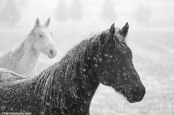 horses in the snow photos